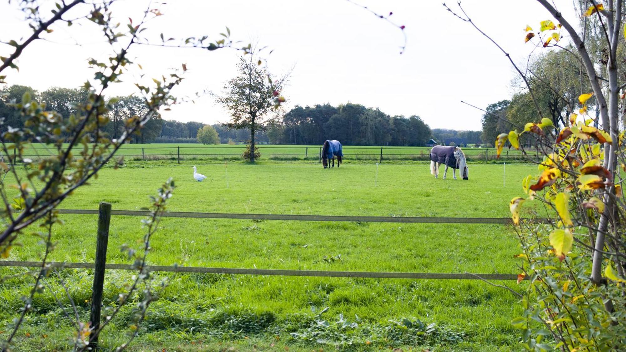 Oostendorp Meddo